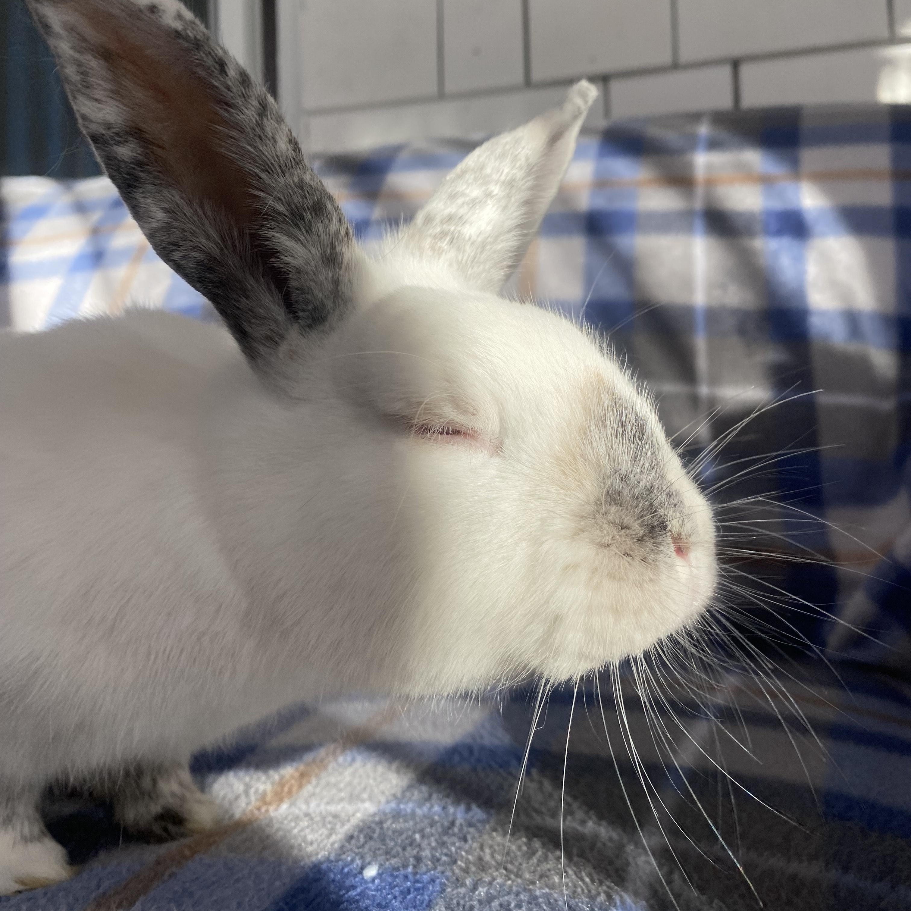 Enlarge Grove (bonded with Lupin), a Adoptable mixed breed in Westbrook, ME image 4/6