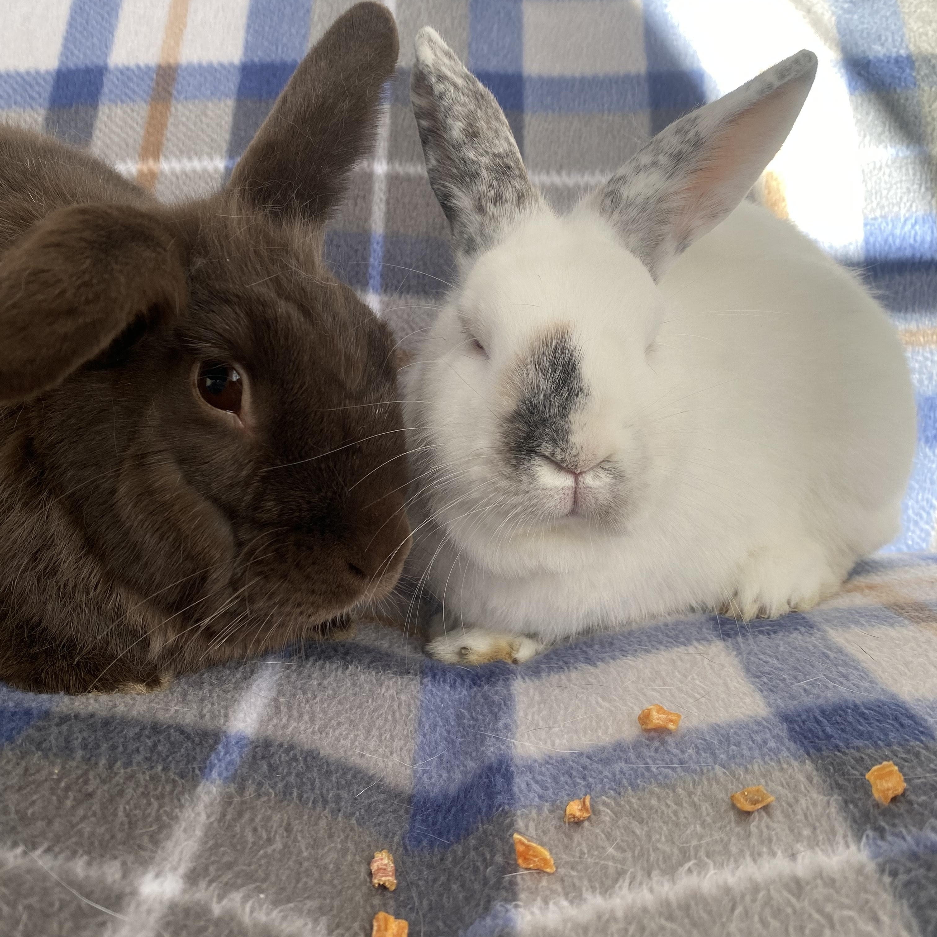 Enlarge Grove (bonded with Lupin), a Adoptable mixed breed in Westbrook, ME image 6/6