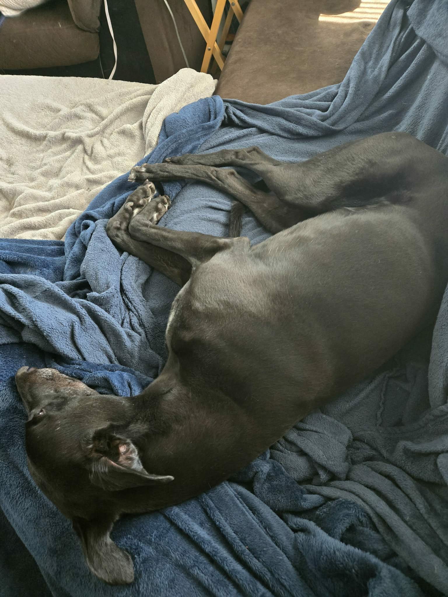 Rebel, ADOPTABLE, Adult Male Greyhound.