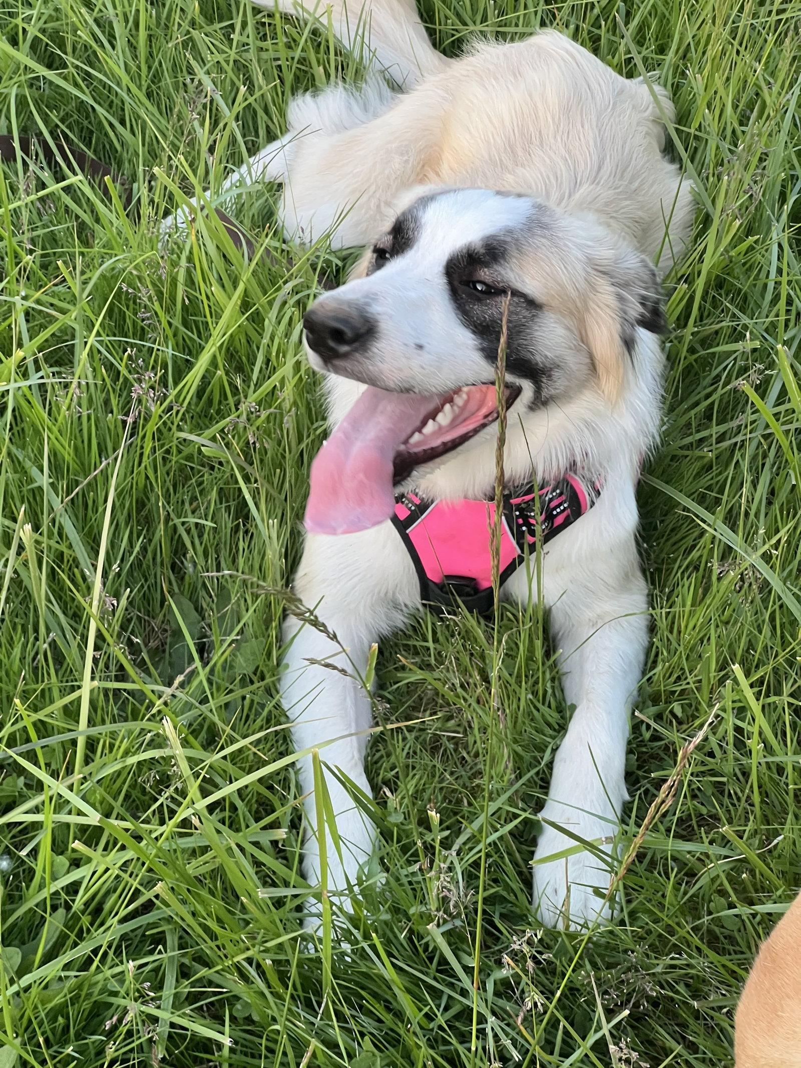 Enlarge Callie, a Adoptable mixed breed in Bend, OR image 1/1