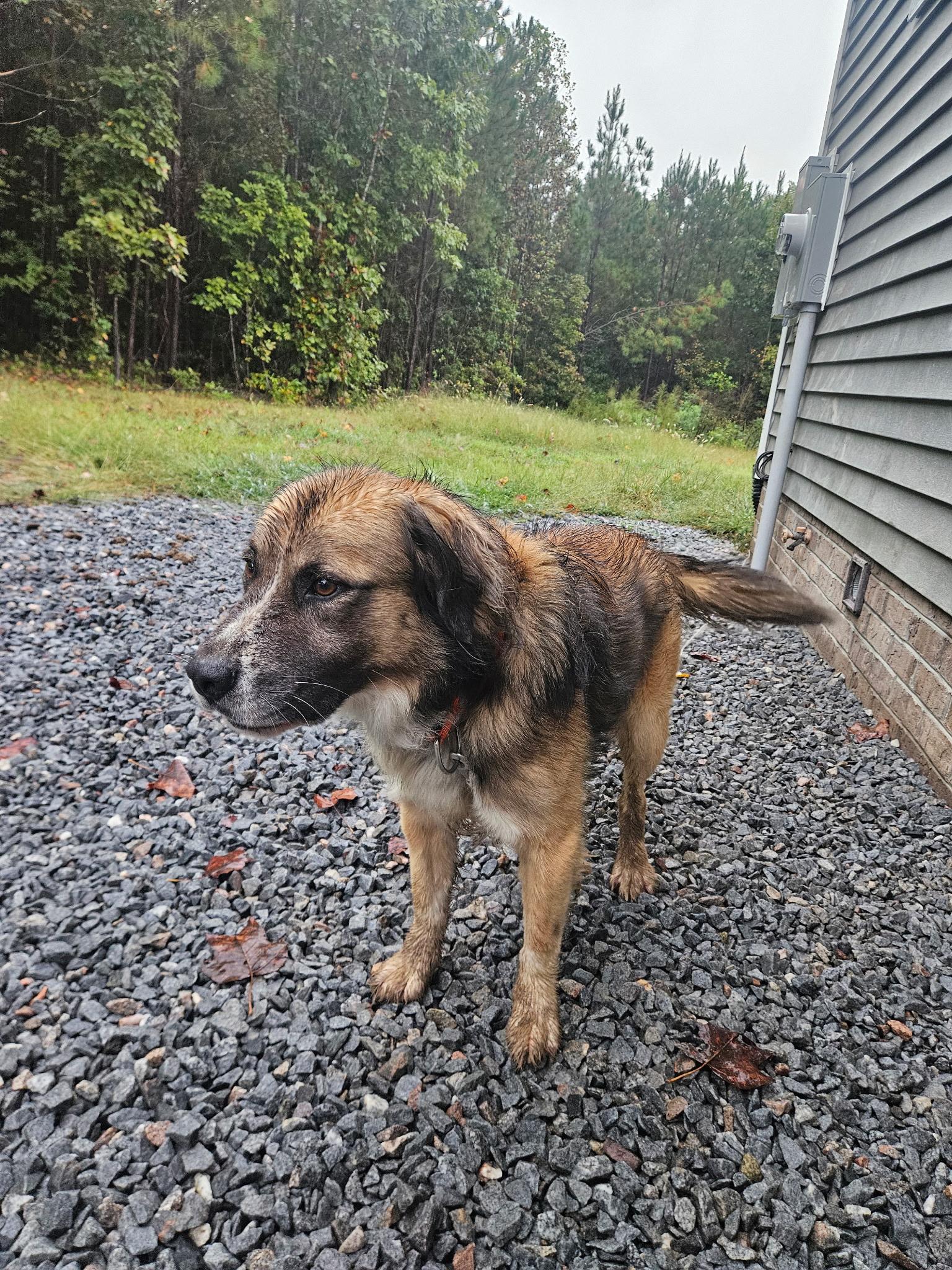 Bear, a Adoptable mixed breed in Blackstone, VA image 1/4