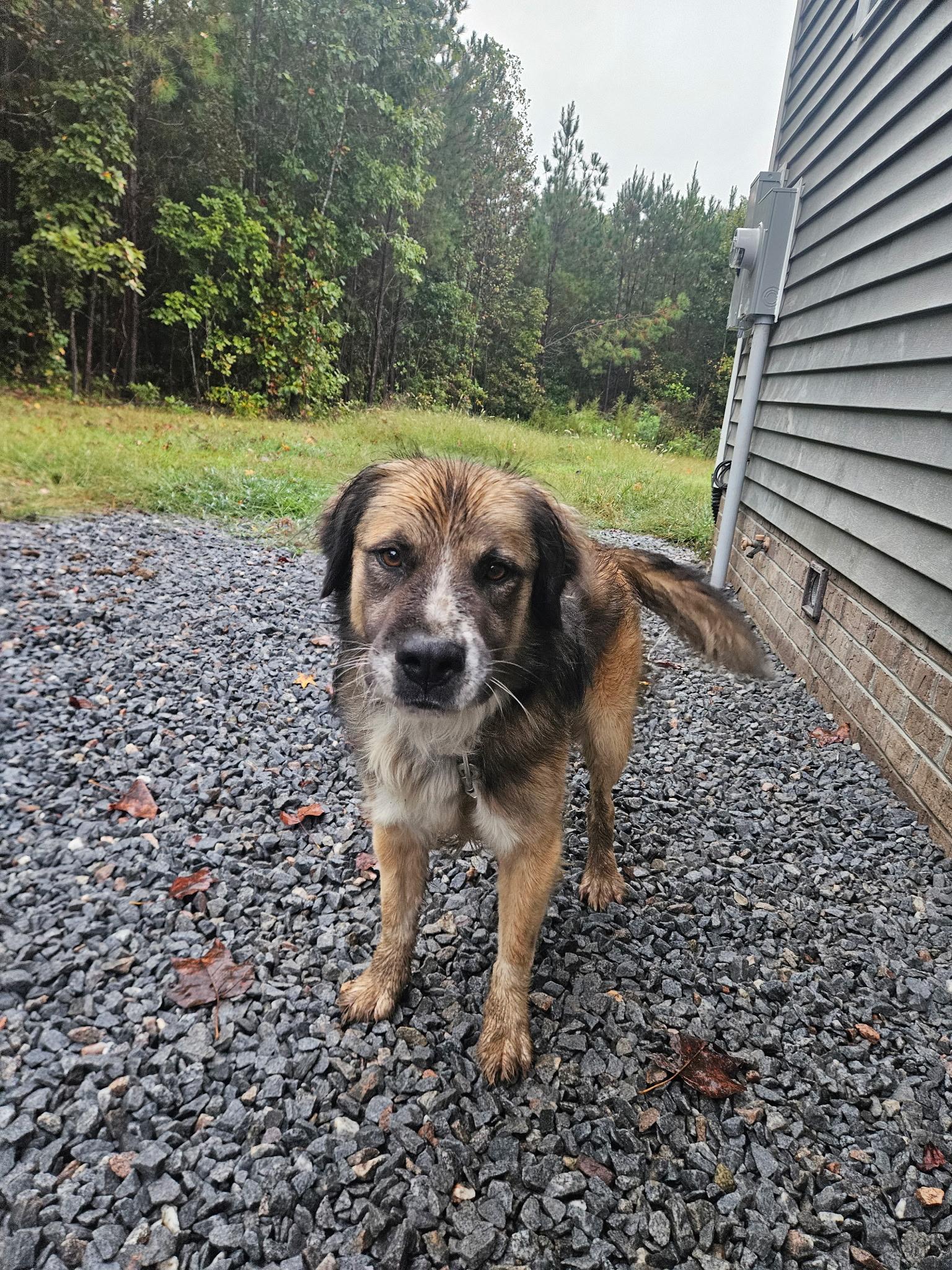 Bear, a Adoptable mixed breed in Blackstone, VA image 2/4