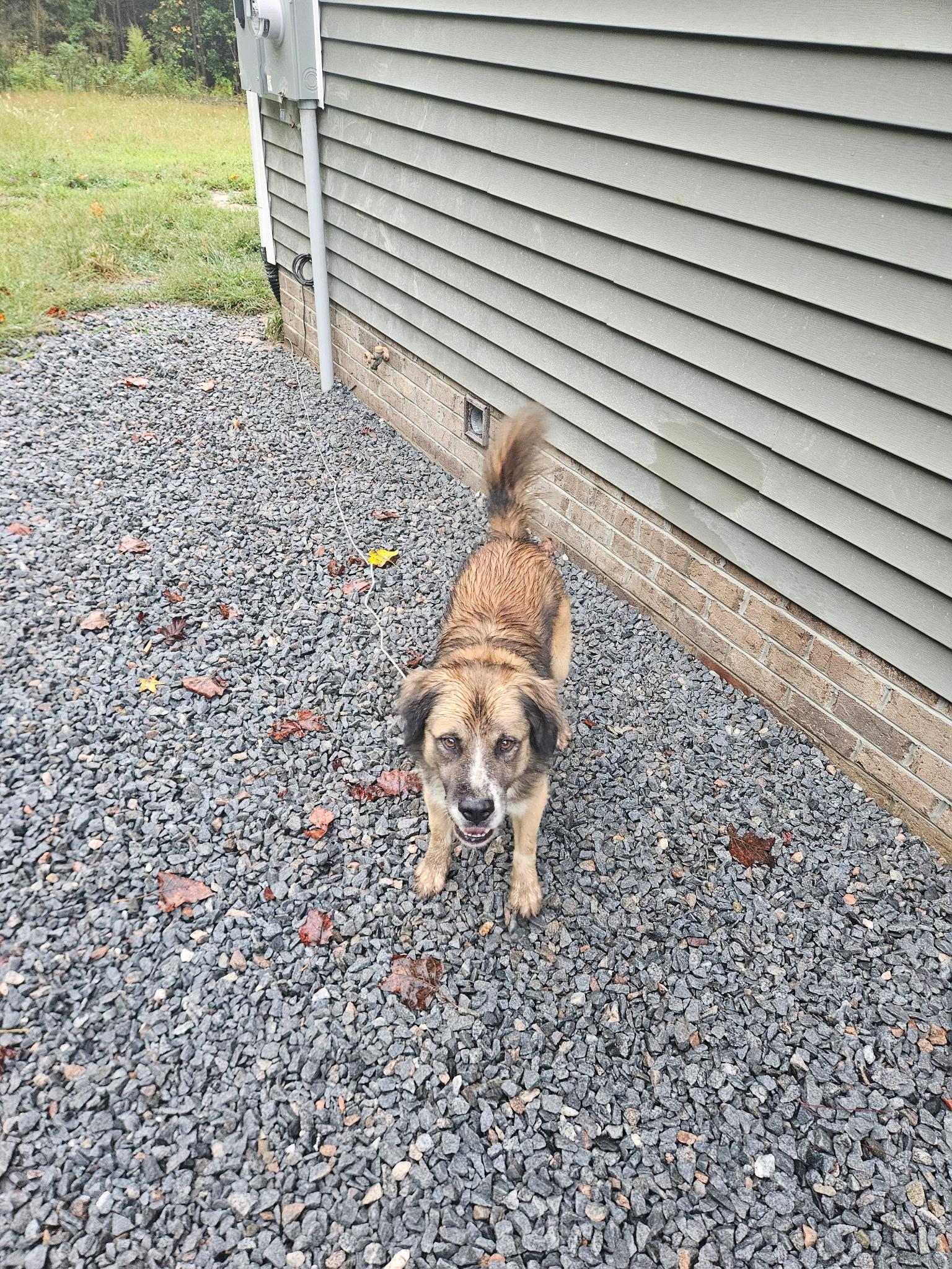 Bear, a Adoptable mixed breed in Blackstone, VA image 3/4