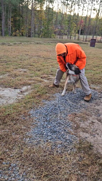 Enlarge Bear, a Adoptable mixed breed in Blackstone, VA video 4/4