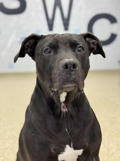 Luna, Adoptable, Senior Female Pit Bull Terrier & Mixed Breed.