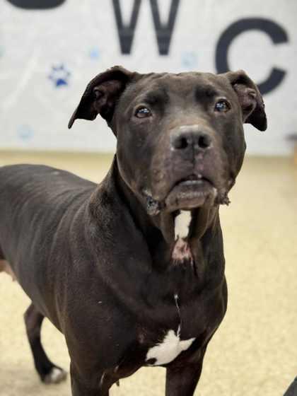 Enlarge Luna, a Adoptable mixed breed in Columbia City, IN image 2/3