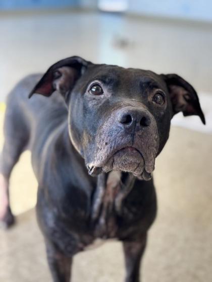 Enlarge Luna, a Adoptable mixed breed in Columbia City, IN image 3/3