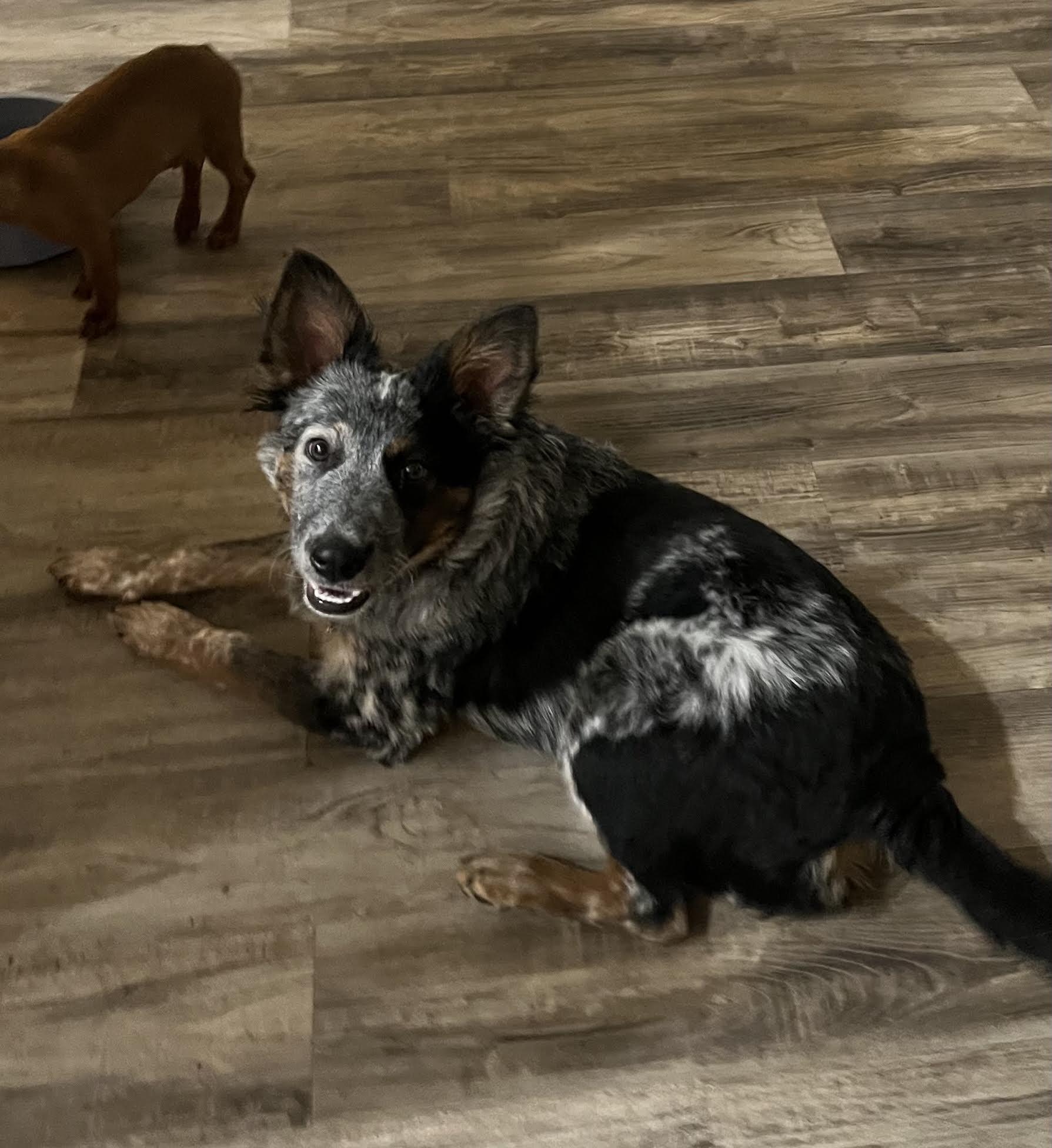 laurent, a Adoptable mixed breed in Las Vegas, NV image 3/3
