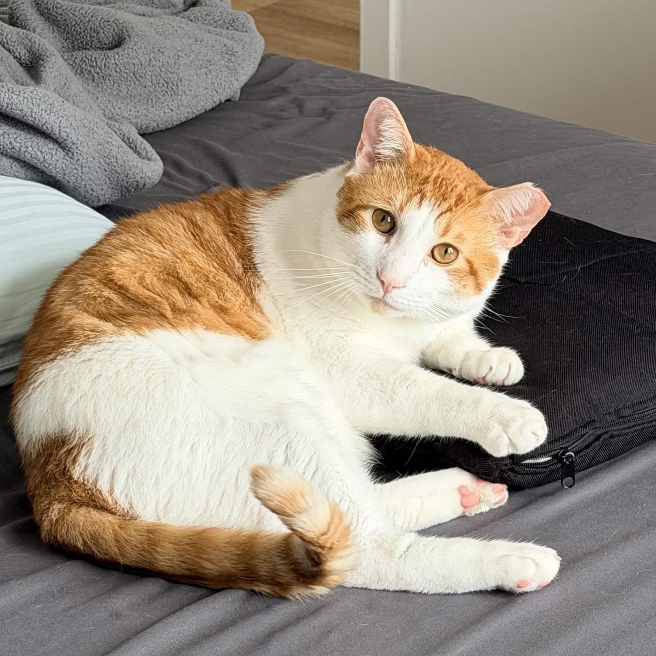 Enlarge Mango, a Adoptable Domestic Short Hair in Weehawken, NJ image 1/6