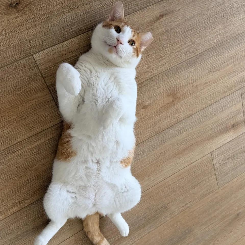Enlarge Mango, a Adoptable Domestic Short Hair in Weehawken, NJ image 2/6