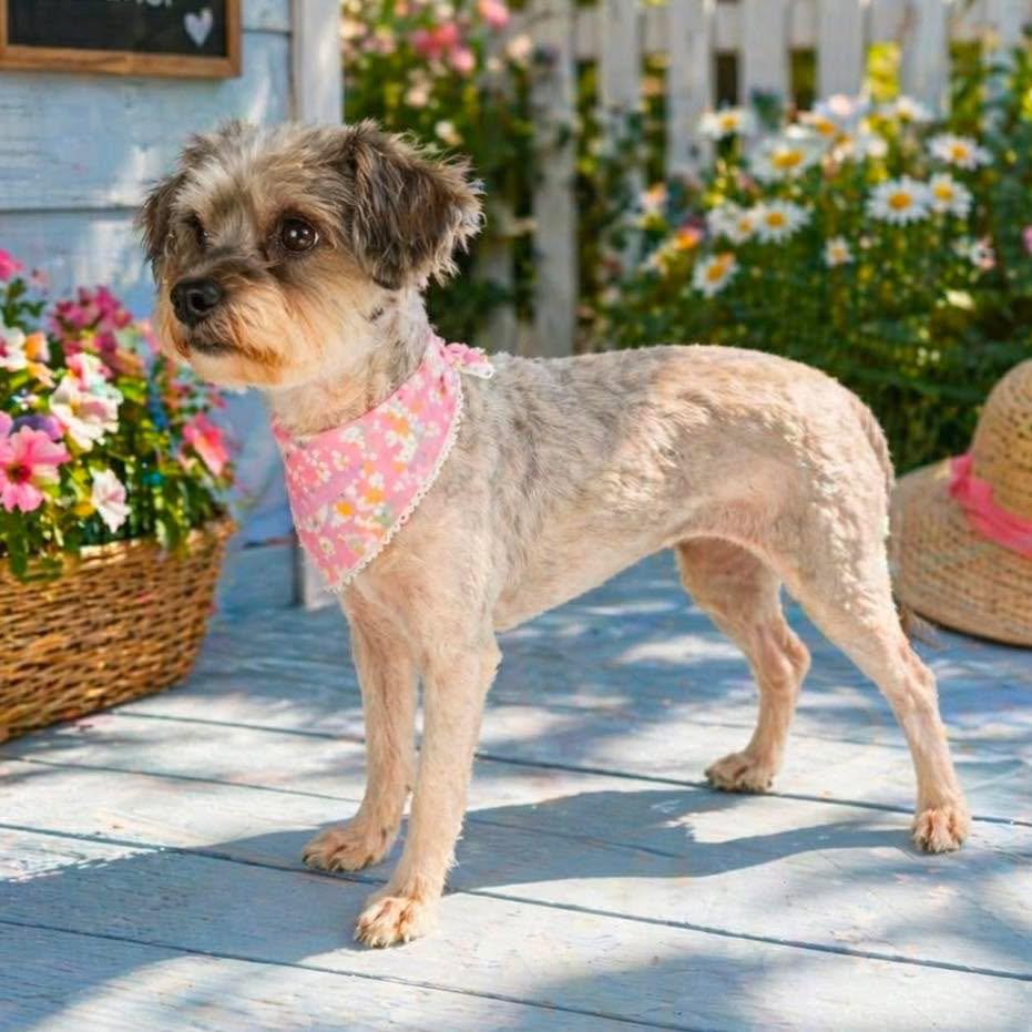 Enlarge Tulip, a Adopted Yorkshire Terrier in Grand Bay, AL image 1/1