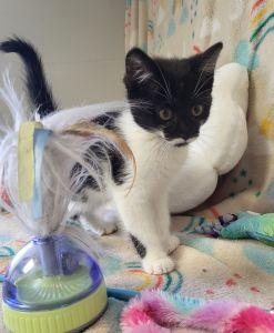 Ali, ADOPTABLE, Young Female Domestic Short Hair.