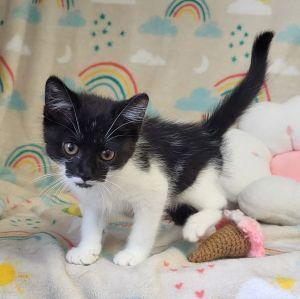 Enlarge Ali, a ADOPTABLE Domestic Short Hair in Bucyrus, OH image 2/3