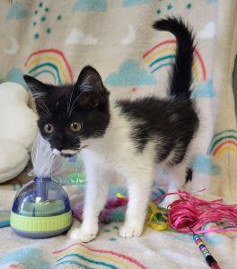 Enlarge Ali, a ADOPTABLE Domestic Short Hair in Bucyrus, OH image 3/3
