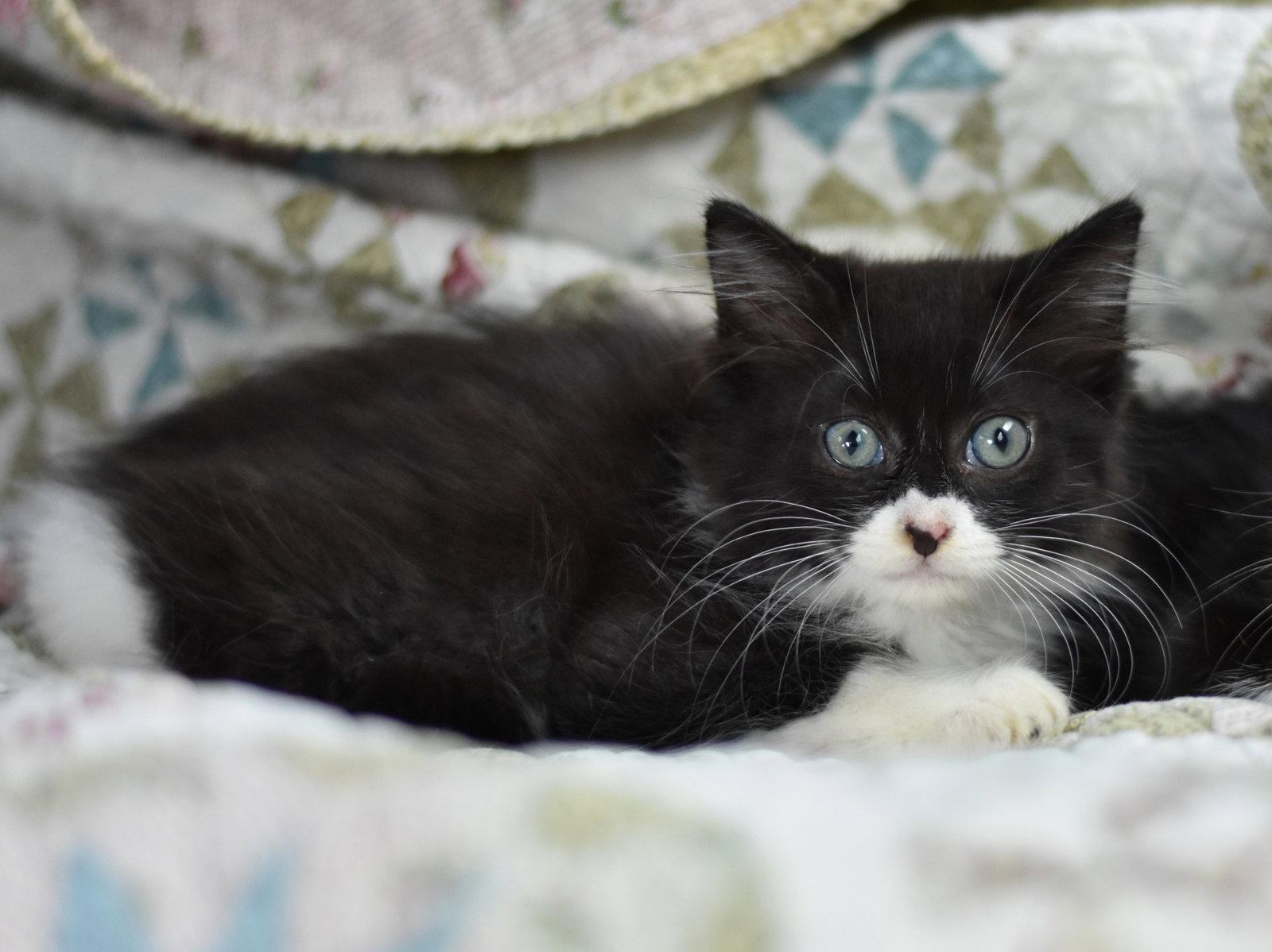 Boo, a Adoptable Domestic Medium Hair in Montgomery, TX image 1/3