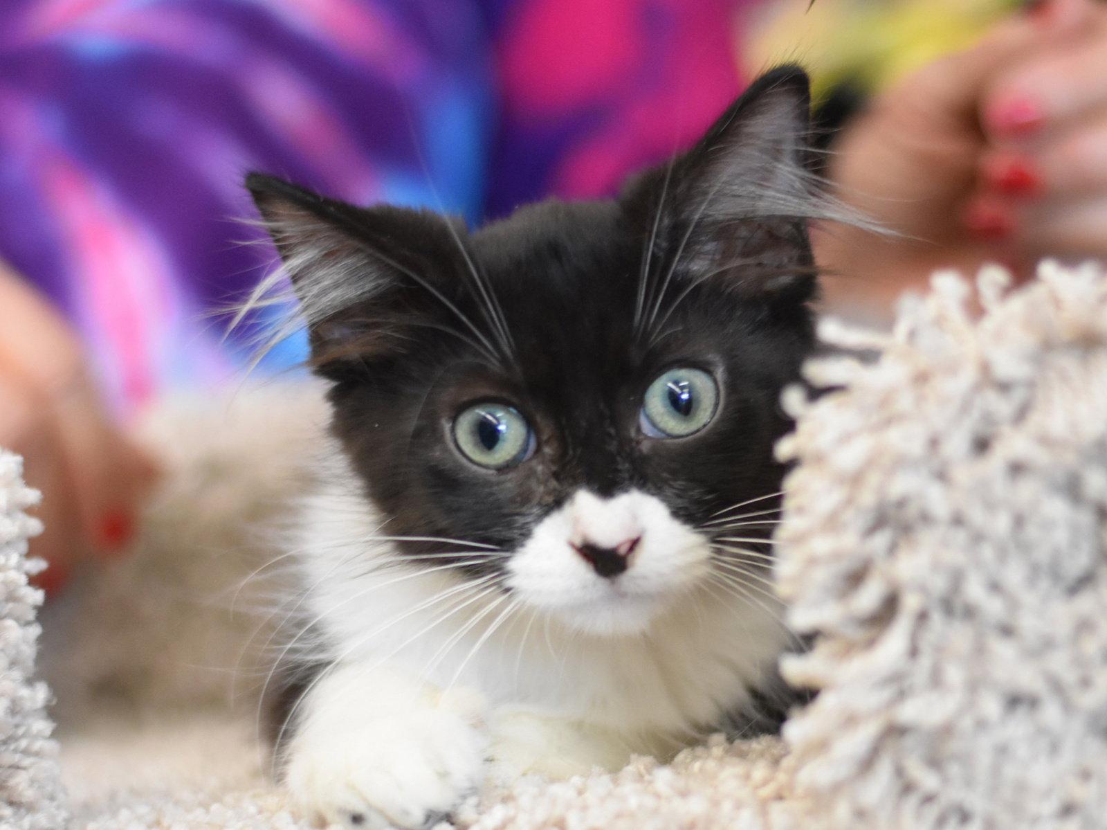 Boo, a Adoptable Domestic Medium Hair in Montgomery, TX image 1/3