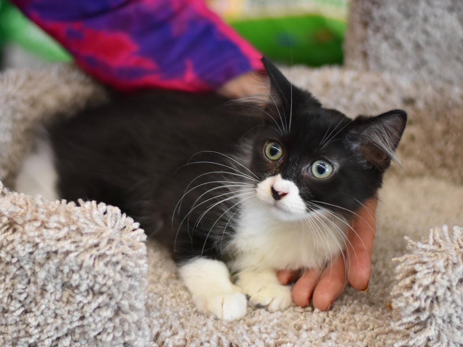 Boo, a Adoptable Domestic Medium Hair in Montgomery, TX image 2/3