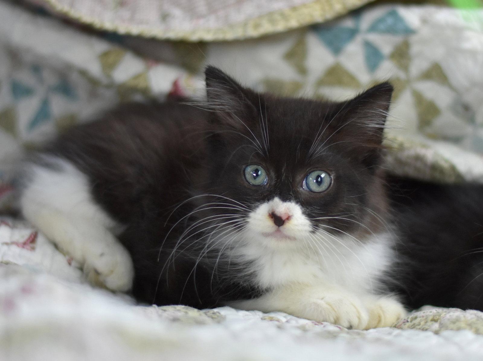 Boo, a Adoptable Domestic Medium Hair in Montgomery, TX image 2/3