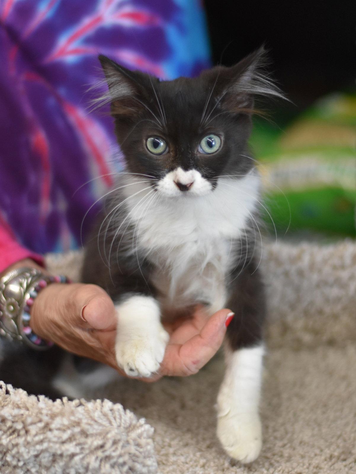 Boo, a Adoptable Domestic Medium Hair in Montgomery, TX image 3/3