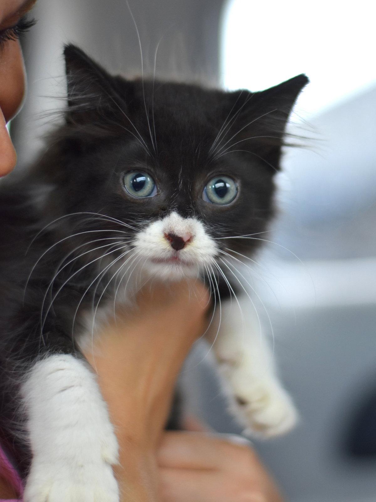 Boo, a Adoptable Domestic Medium Hair in Montgomery, TX image 3/3