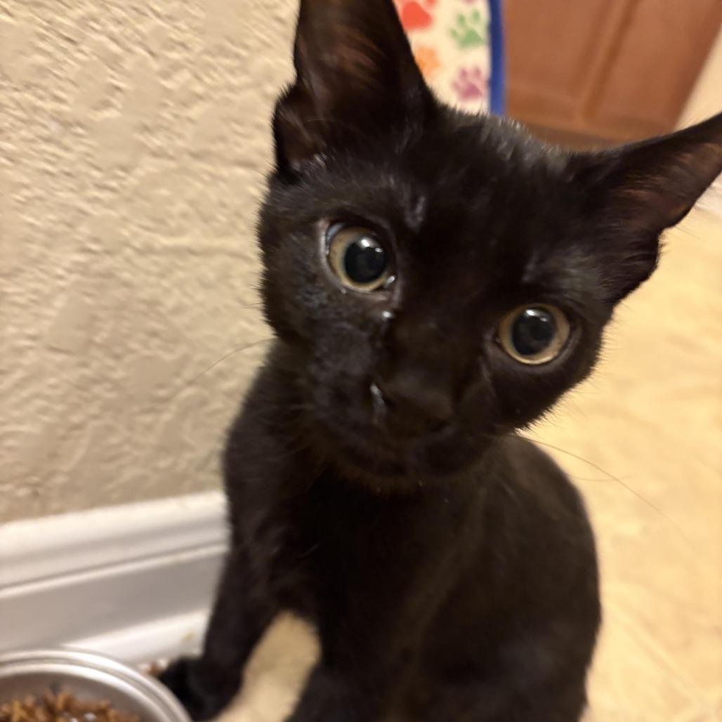 Gizmo KO, Adoptable, Kitten Male Domestic Short Hair.