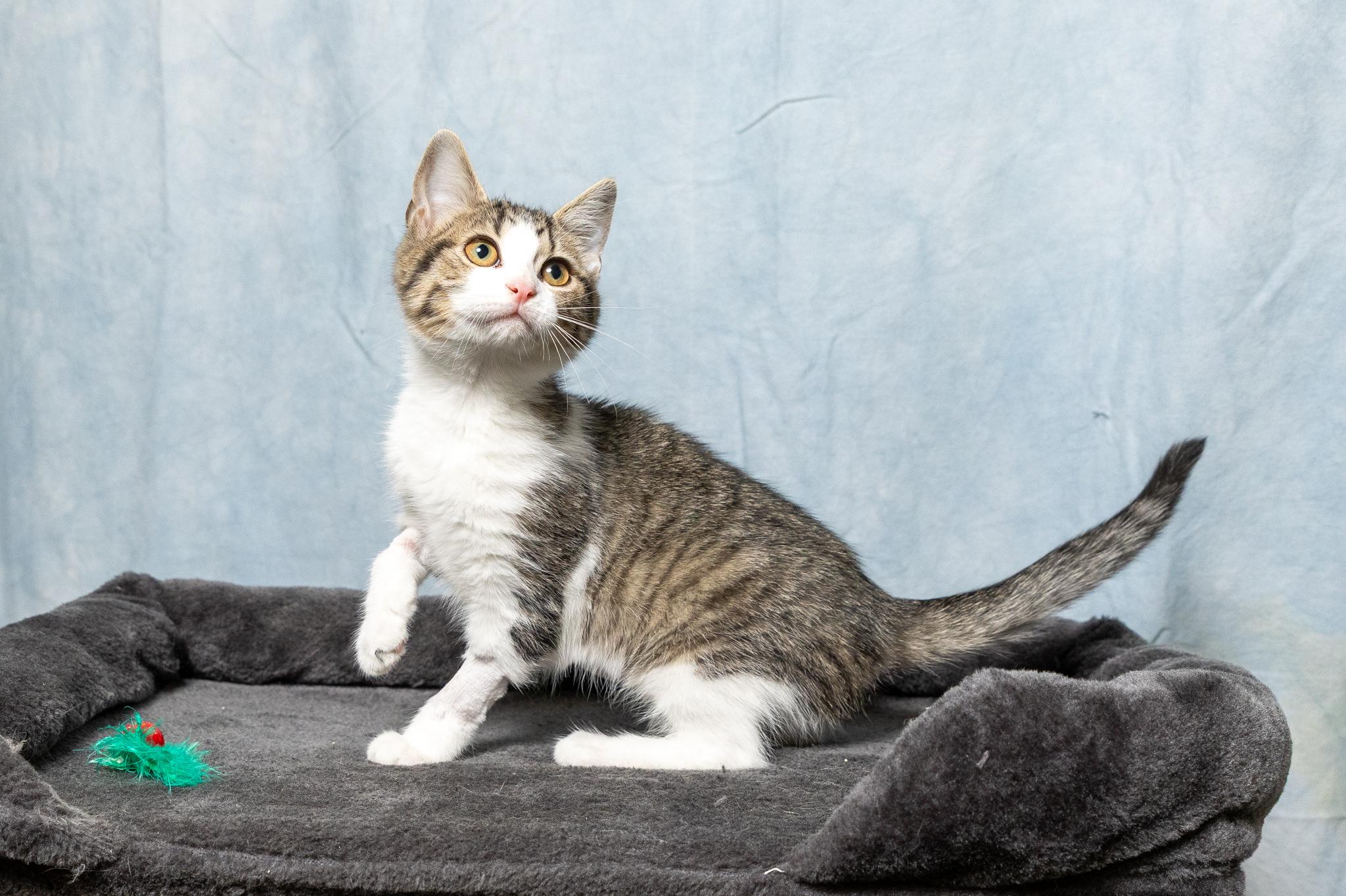 Enlarge Biscuitina, a ADOPTABLE mixed breed in Mount Juliet, TN image 2/3