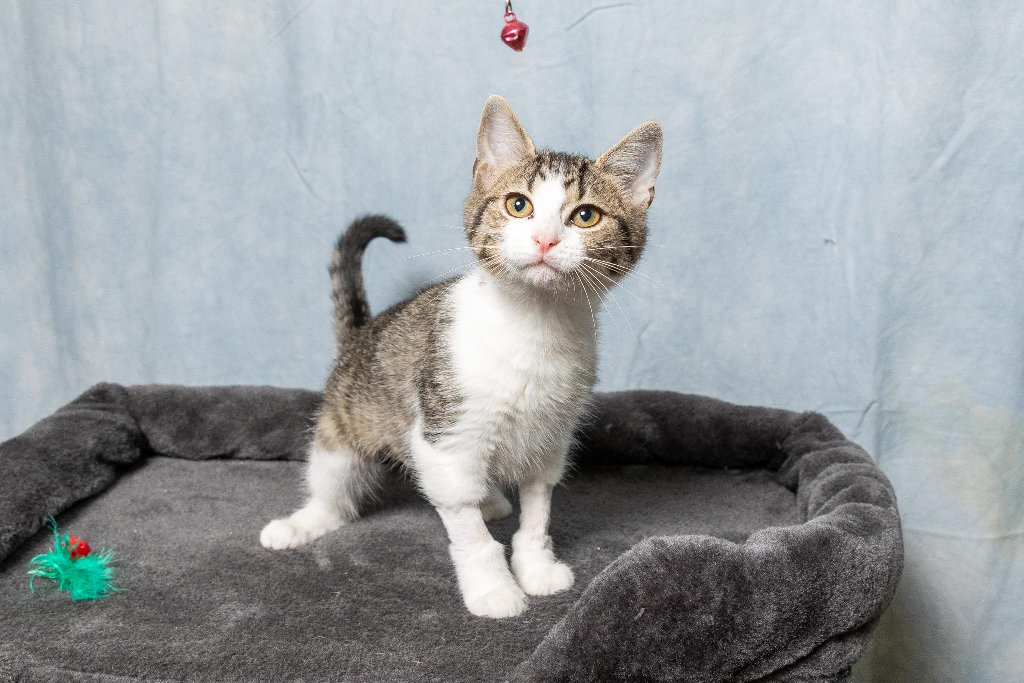 Biscuitina, ADOPTABLE, Young Female American Shorthair.