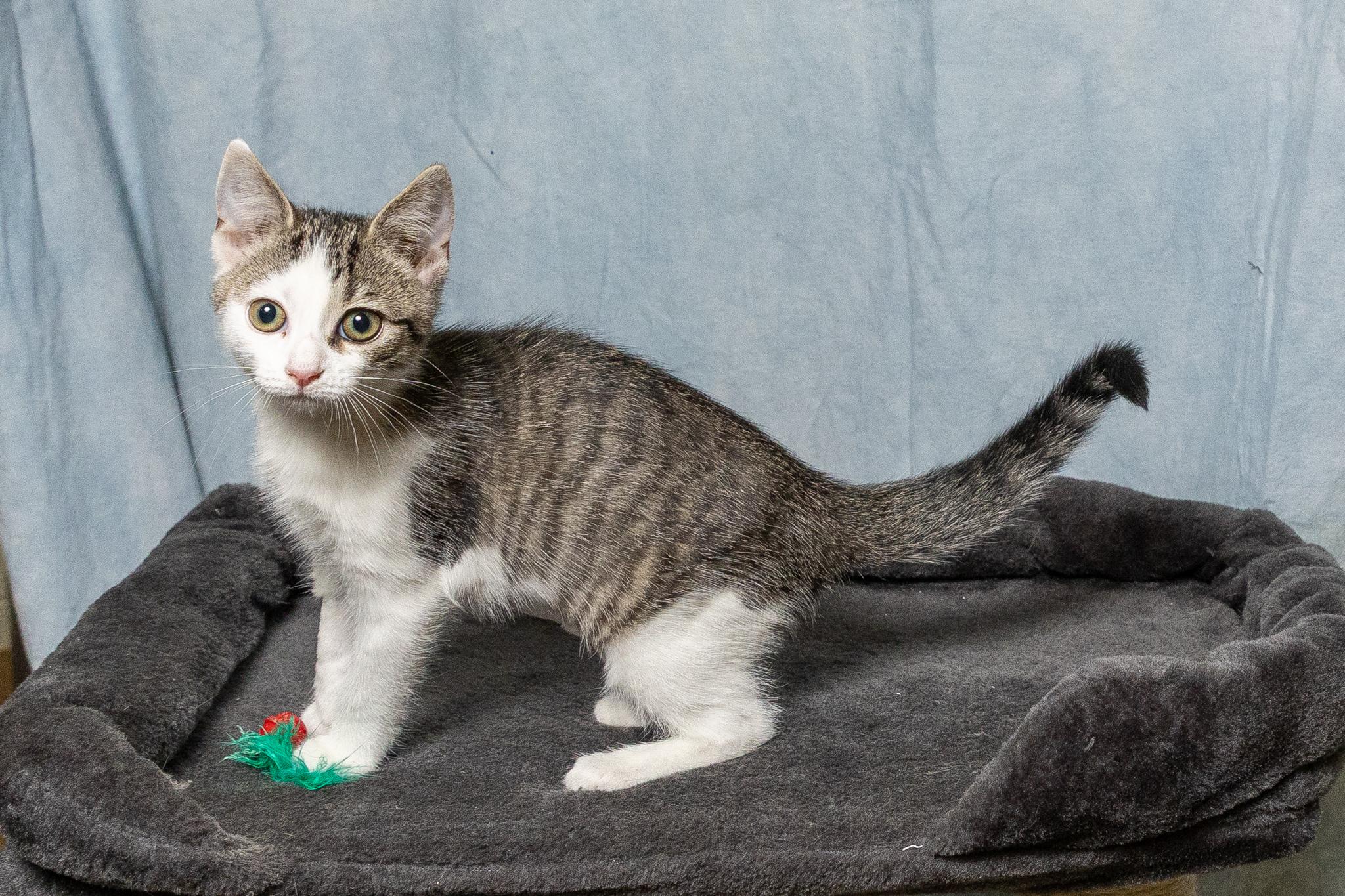 Enlarge Biscuitina, a ADOPTABLE mixed breed in Mount Juliet, TN image 3/3