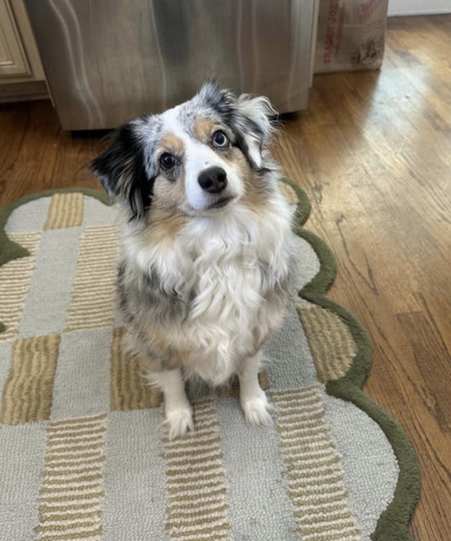 lula/Cholula, a Adoptable Australian Shepherd in Arlington, TX image 1/4