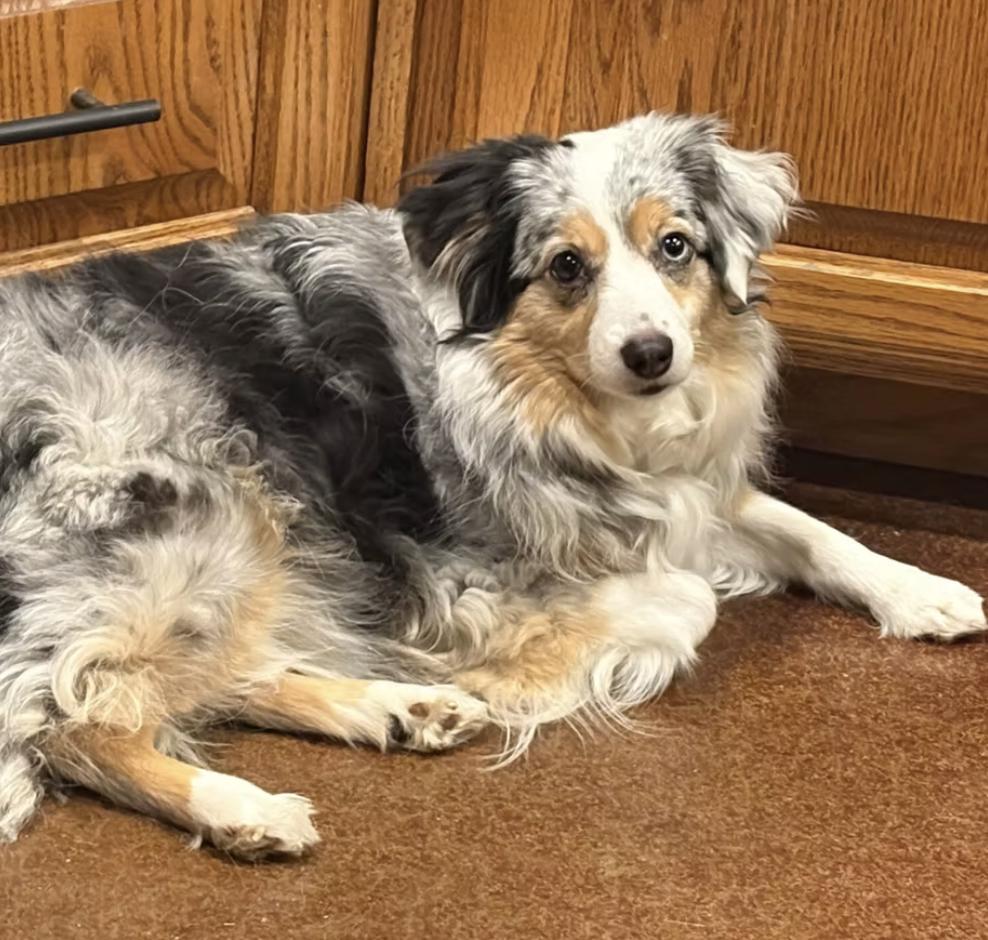 lula/Cholula, a Adoptable Australian Shepherd in Arlington, TX image 2/4