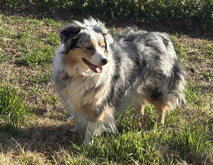 lula/Cholula, a Adoptable Australian Shepherd in Arlington, TX image 3/4