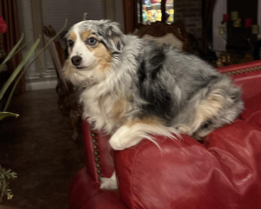 lula/Cholula, a Adoptable Australian Shepherd in Arlington, TX image 4/4