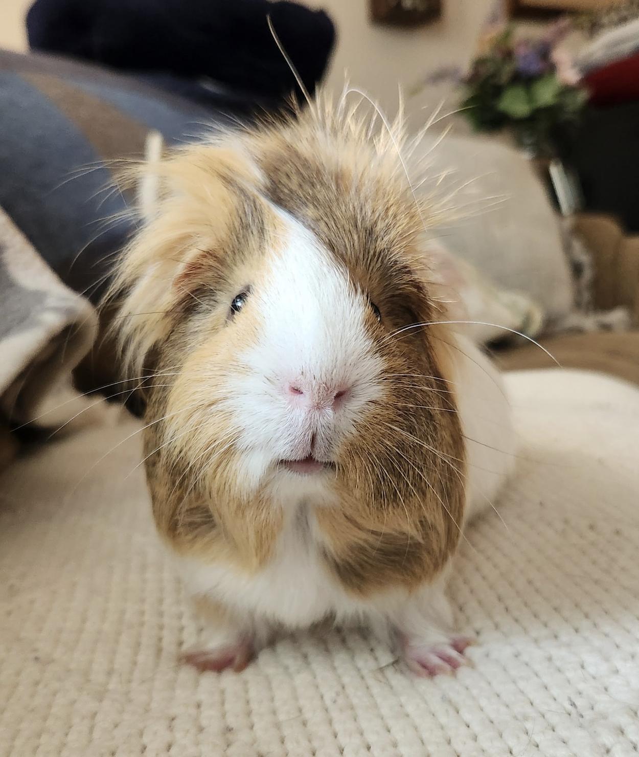 Johnny Bravo, Adopted, Young Male Guinea Pig.