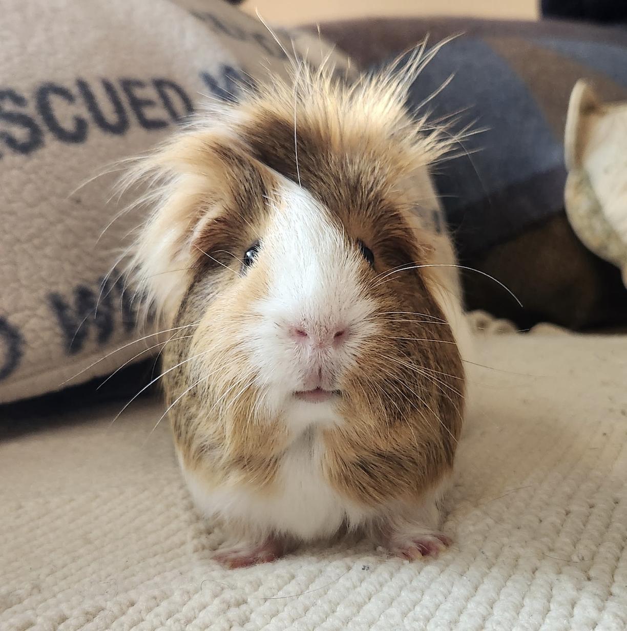 Enlarge Johnny Bravo, a Adopted Guinea Pig in Minneapolis, MN image 3/4