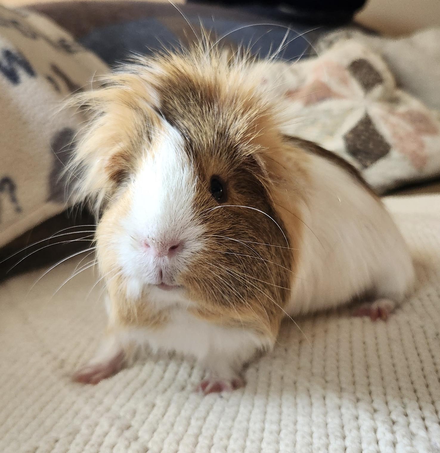 Enlarge Johnny Bravo, a Adopted Guinea Pig in Minneapolis, MN image 2/4