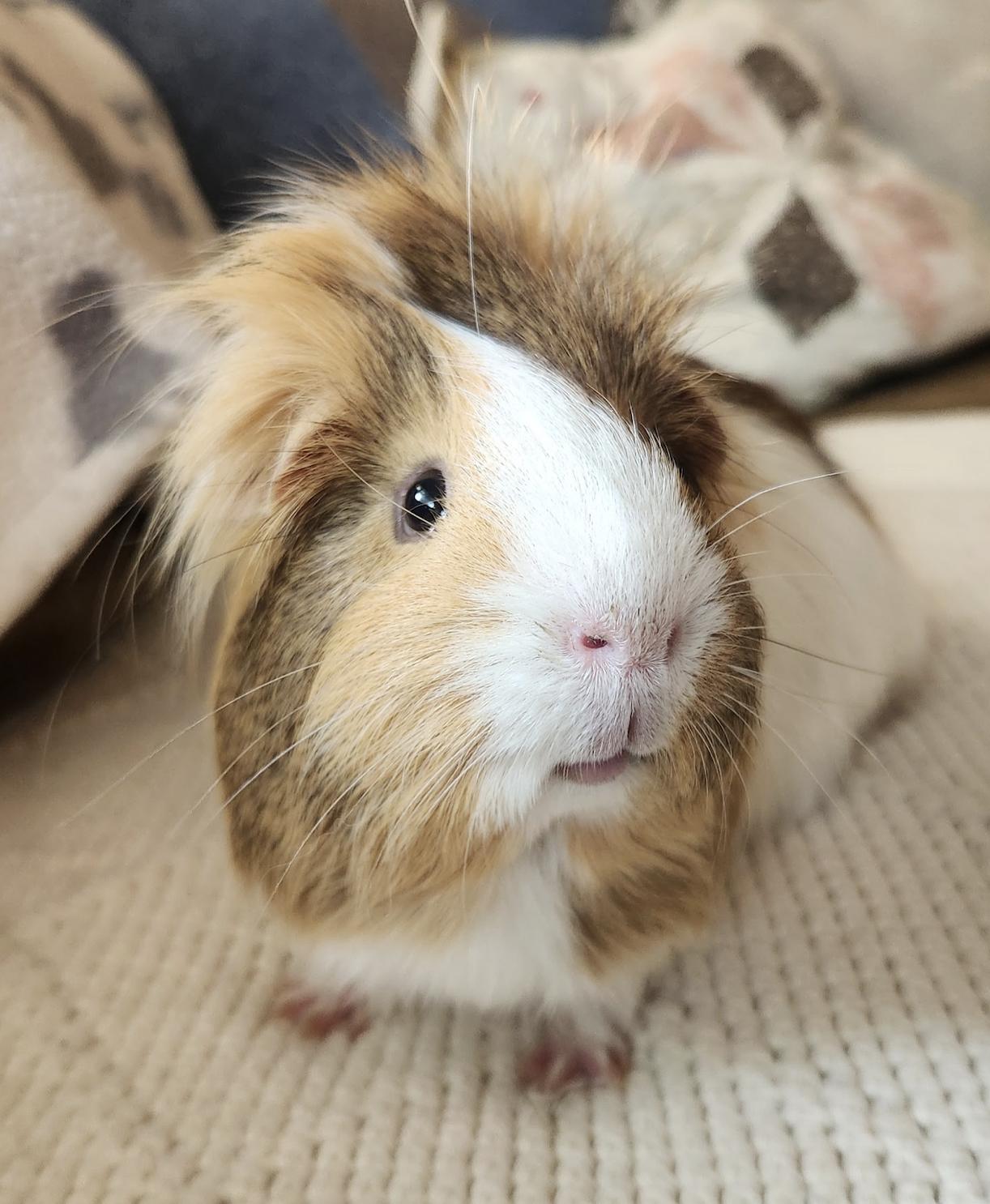 Enlarge Johnny Bravo, a Adopted Guinea Pig in Minneapolis, MN image 4/4