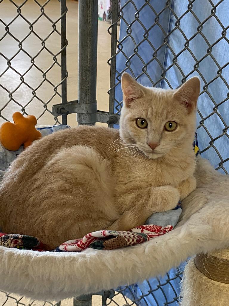 Ponticat, Adoptable, Young Male Domestic Short Hair.