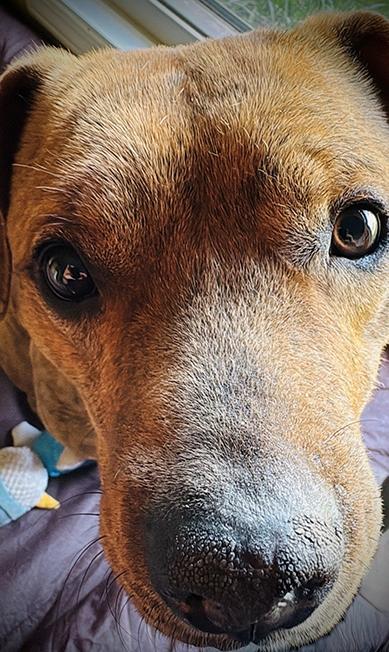 Enlarge Frisco - Courtesy Listing, a ADOPTABLE Mixed Breed in Carlsbad Springs, ON image 2/2