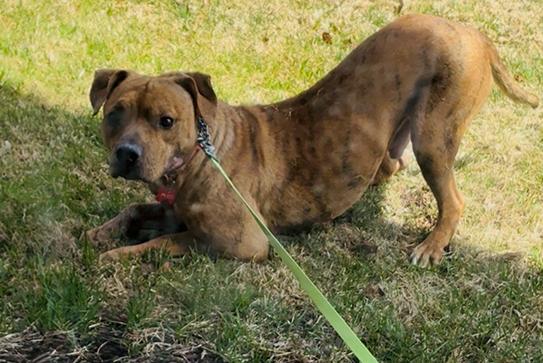 Enlarge Frisco - Courtesy Listing, a ADOPTABLE Mixed Breed in Carlsbad Springs, ON image 1/2