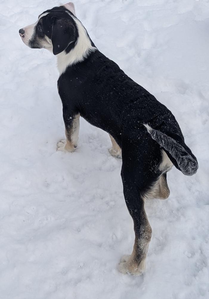 Enlarge Albus, a Adoptable mixed breed in Cheektowaga, NY image 1/2