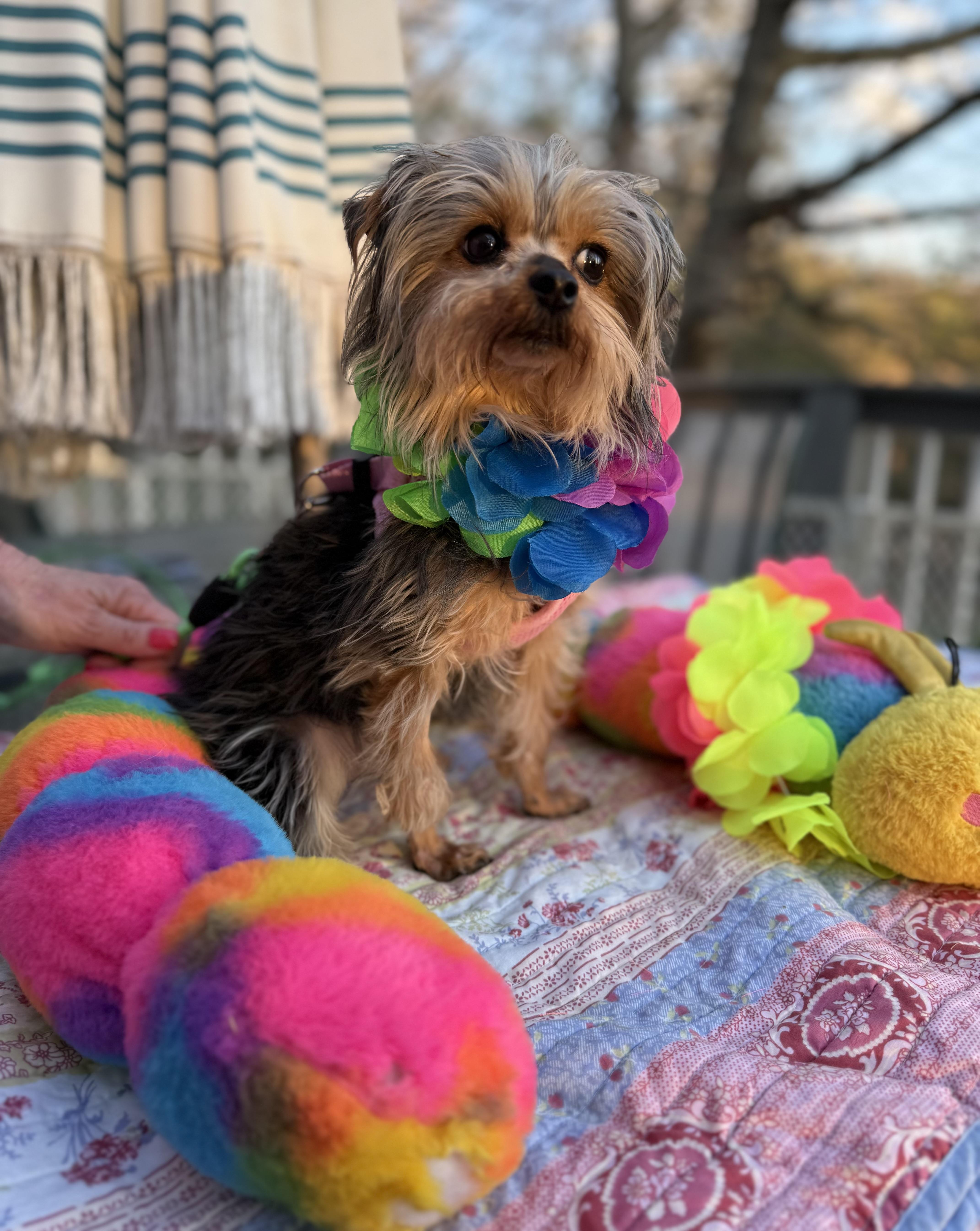 Enlarge Alexis , an adopted Yorkshire Terrier in White Lake, MI image 4/5