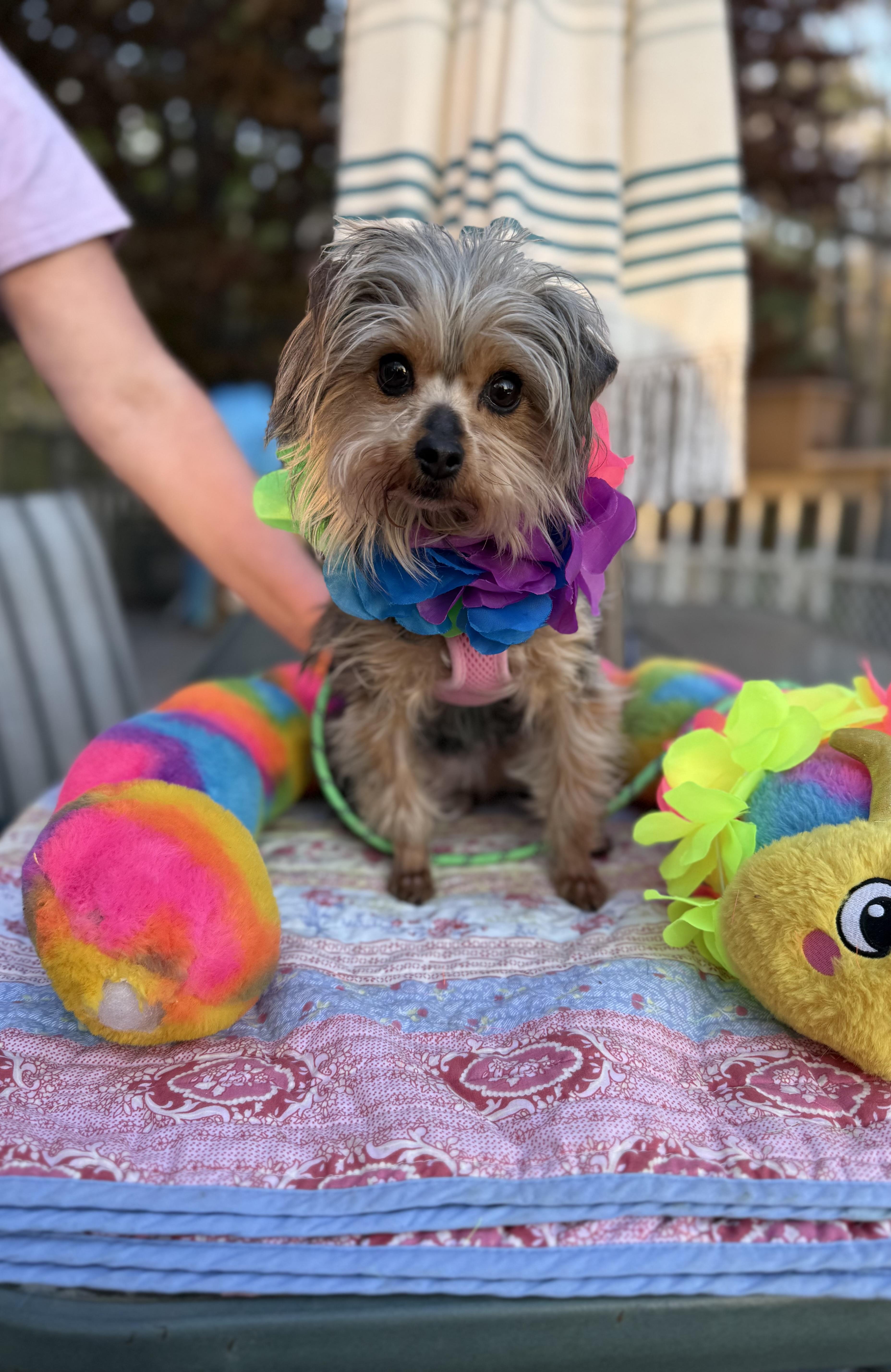 Enlarge Alexis , an adopted Yorkshire Terrier in White Lake, MI image 3/5