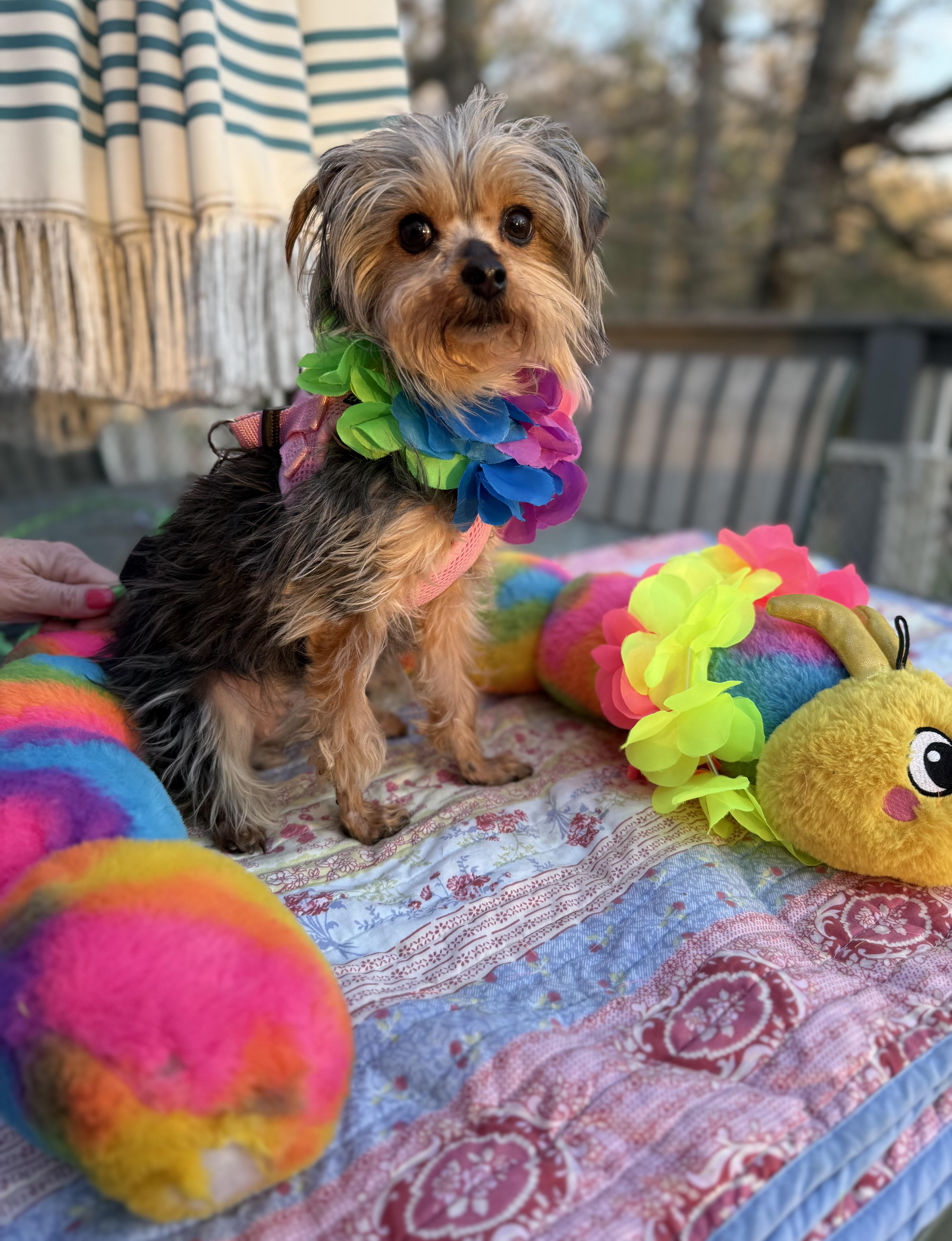 Alexis , ADOPTABLE, Adult Female Yorkshire Terrier.