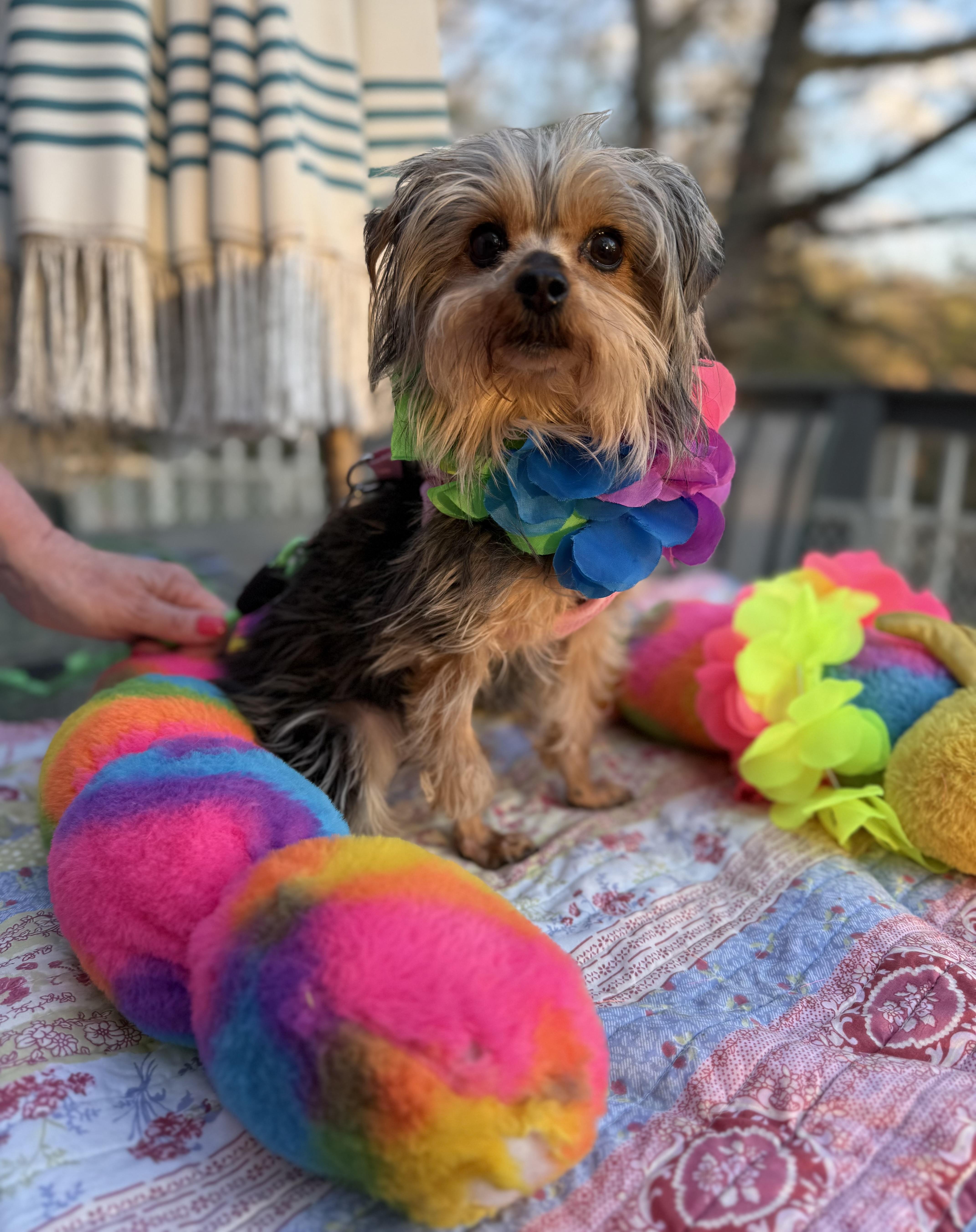 Enlarge Alexis , an adopted Yorkshire Terrier in White Lake, MI image 5/5