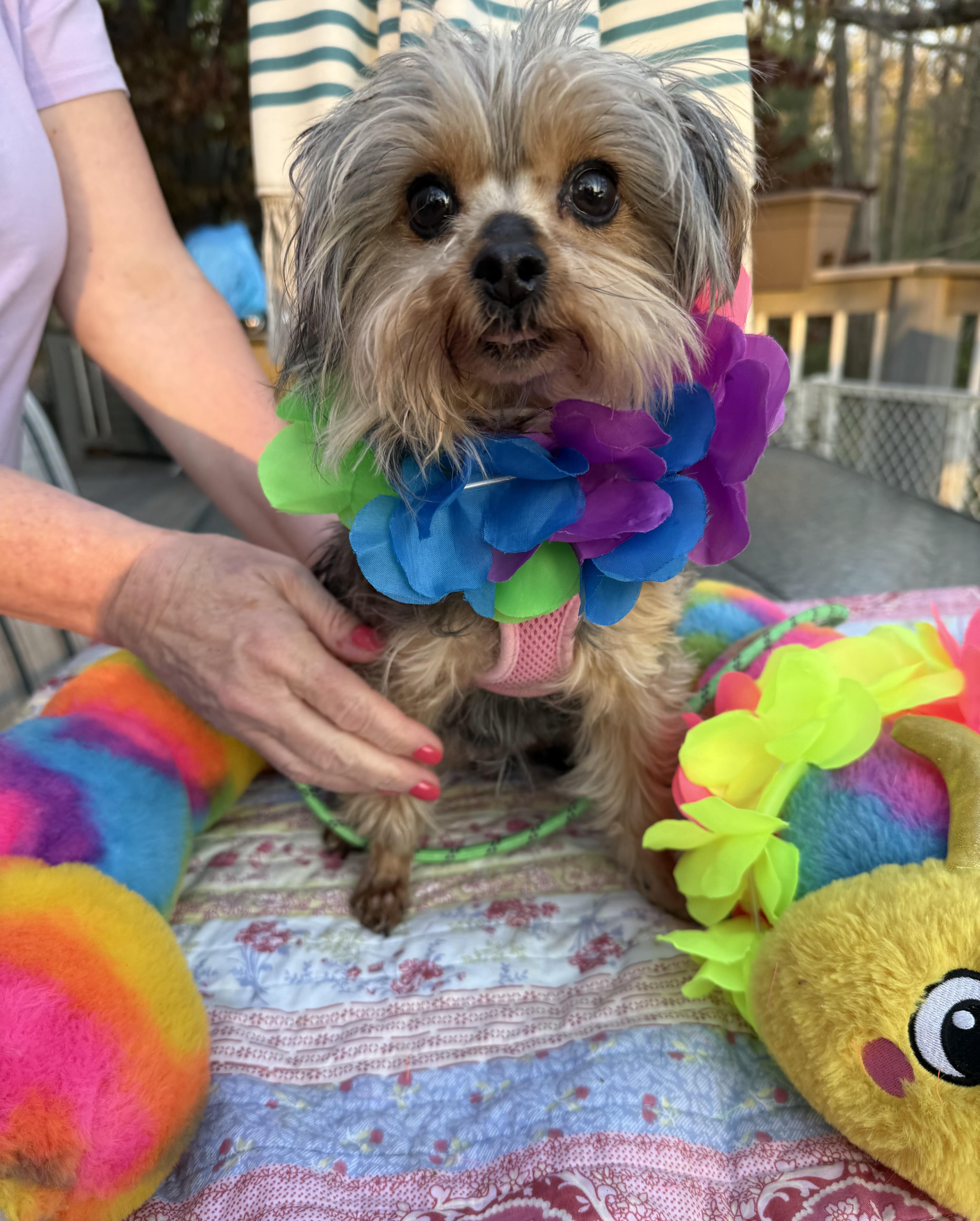 Enlarge Alexis , an adopted Yorkshire Terrier in White Lake, MI image 2/5