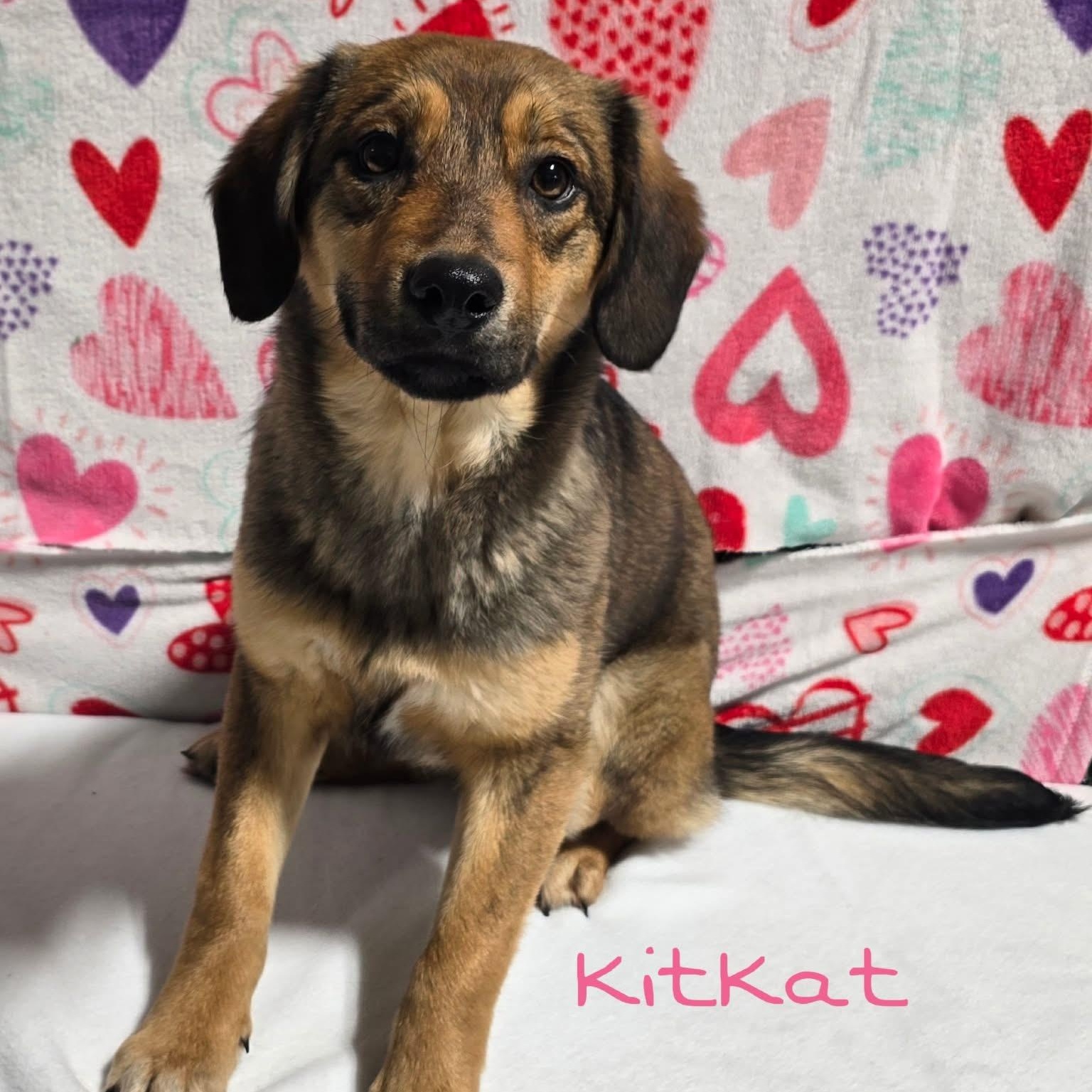 Kit Kat, ADOPTABLE, Puppy Female Mixed Breed.