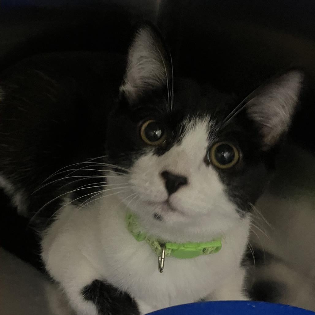 Rumi, Adoptable, Kitten Female Domestic Short Hair.