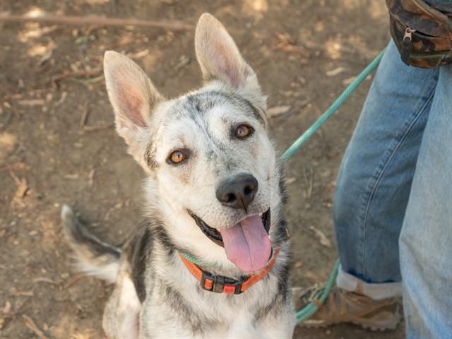 Enlarge NIALL, a Adoptable mixed breed in Martinez, CA image 1/1