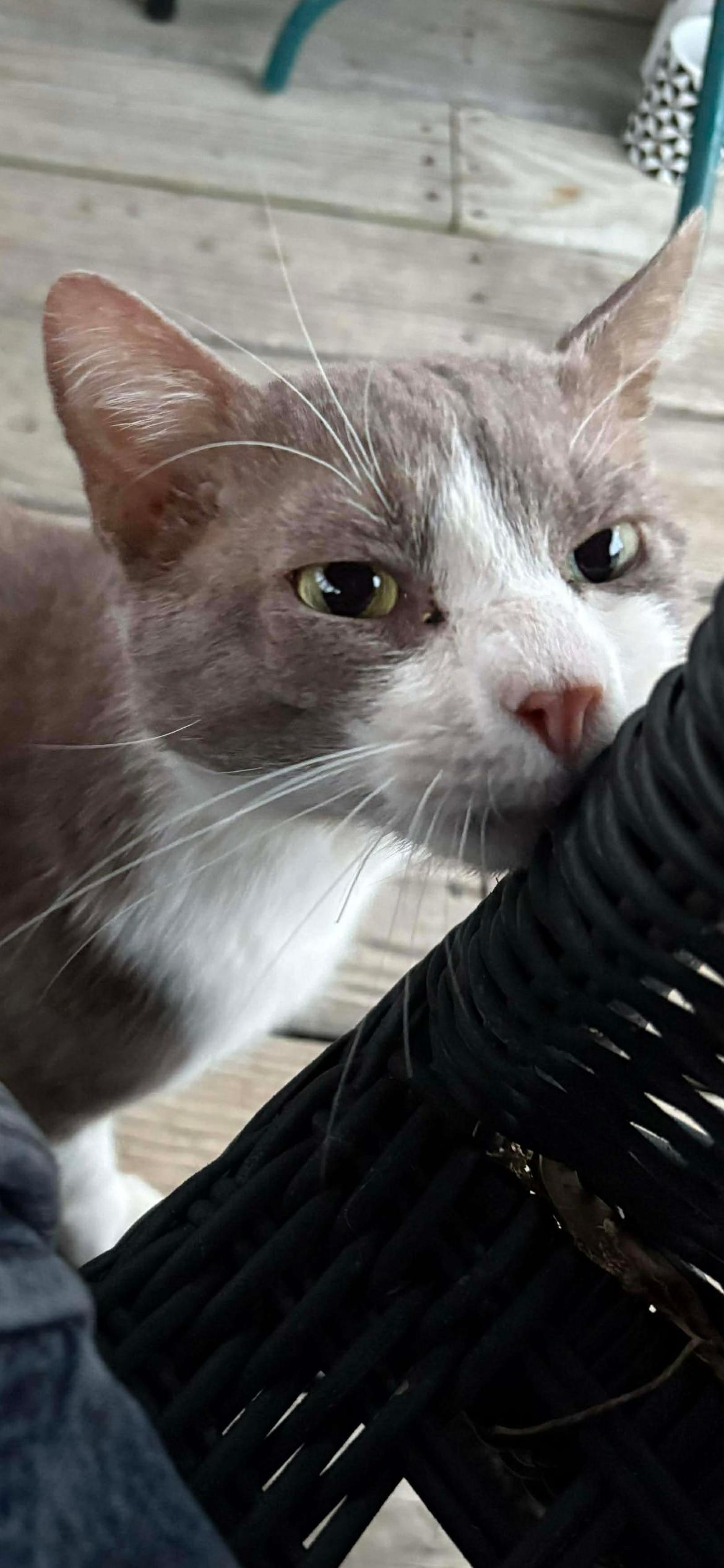 Enlarge Theo, an adopted Domestic Short Hair in Manhattan, KS image 2/3