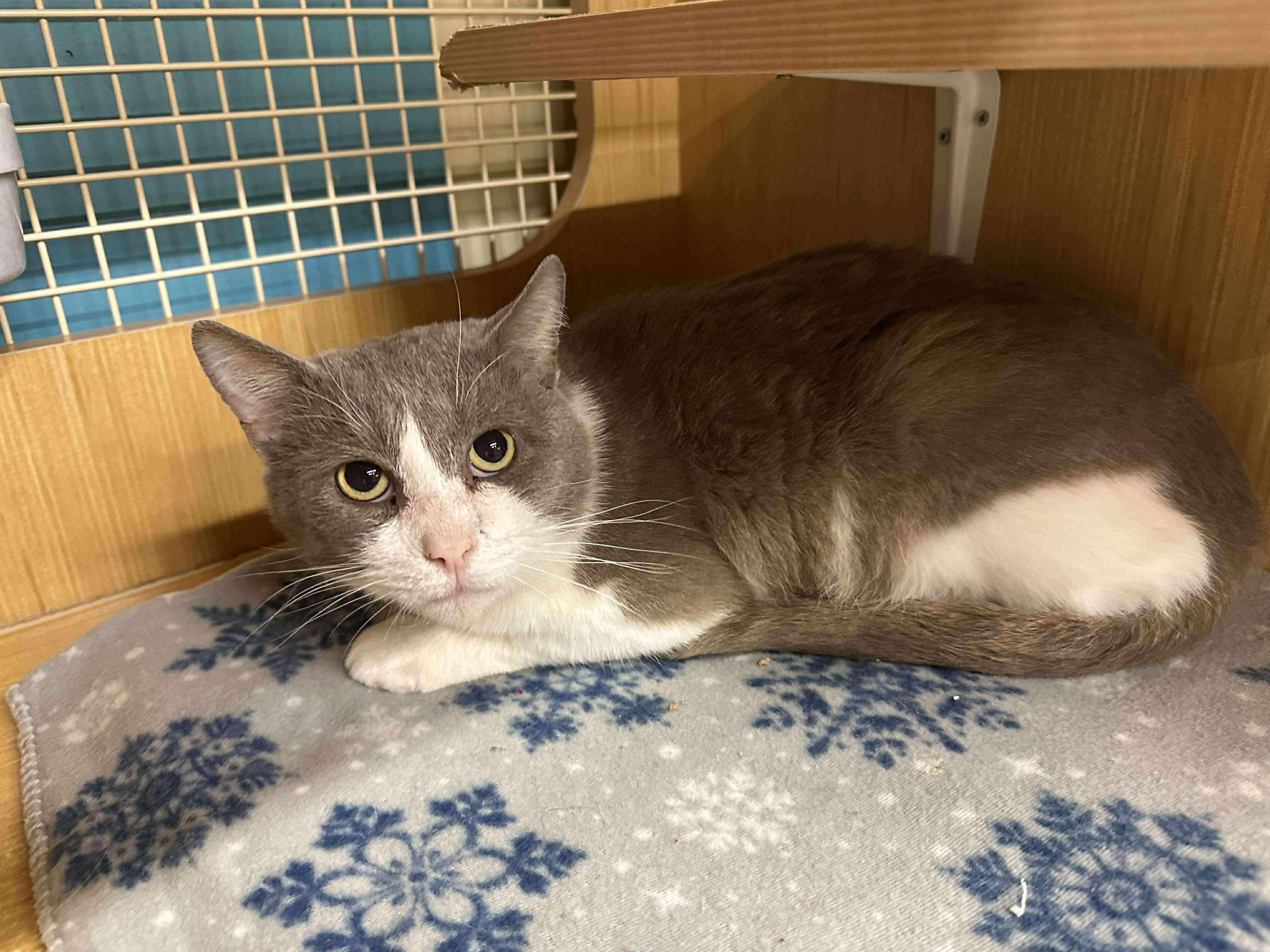 Enlarge Theo, an adopted Domestic Short Hair in Manhattan, KS image 1/3